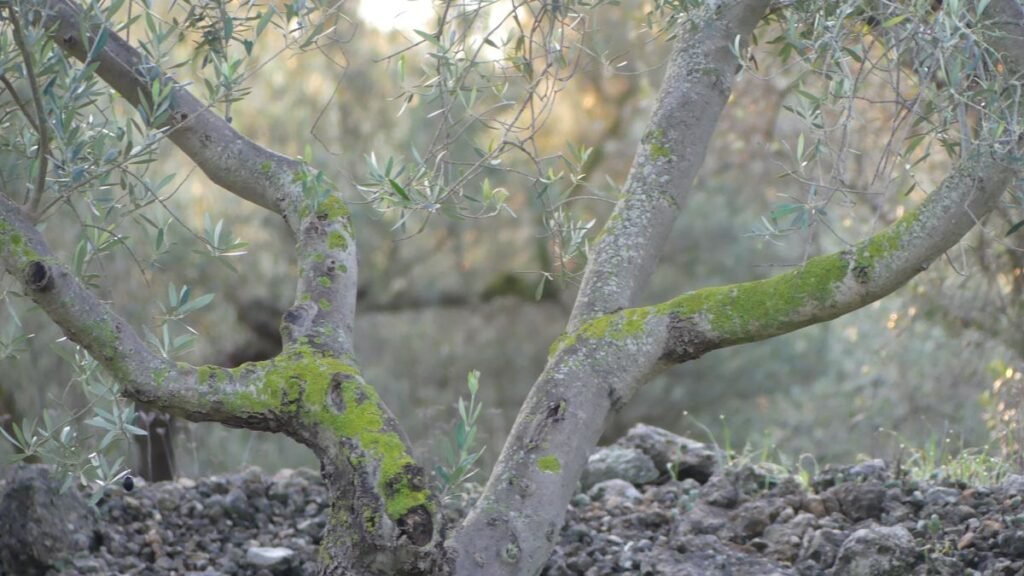 Las ramas del olivo se abren como caminos en distintas direcciones, dibujando una encrucijada entre la luz y la sombra, mientras el tronco permanece firme en el centro, recordando que la claridad no siempre está en elegir entre opciones, sino en volver a la raíz que sostiene la verdad.
