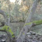 Las ramas del olivo se abren como caminos en distintas direcciones, dibujando una encrucijada entre la luz y la sombra, mientras el tronco permanece firme en el centro, recordando que la claridad no siempre está en elegir entre opciones, sino en volver a la raíz que sostiene la verdad.