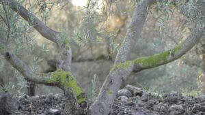Las ramas del olivo se abren como caminos en distintas direcciones, dibujando una encrucijada entre la luz y la sombra, mientras el tronco permanece firme en el centro, recordando que la claridad no siempre está en elegir entre opciones, sino en volver a la raíz que sostiene la verdad.