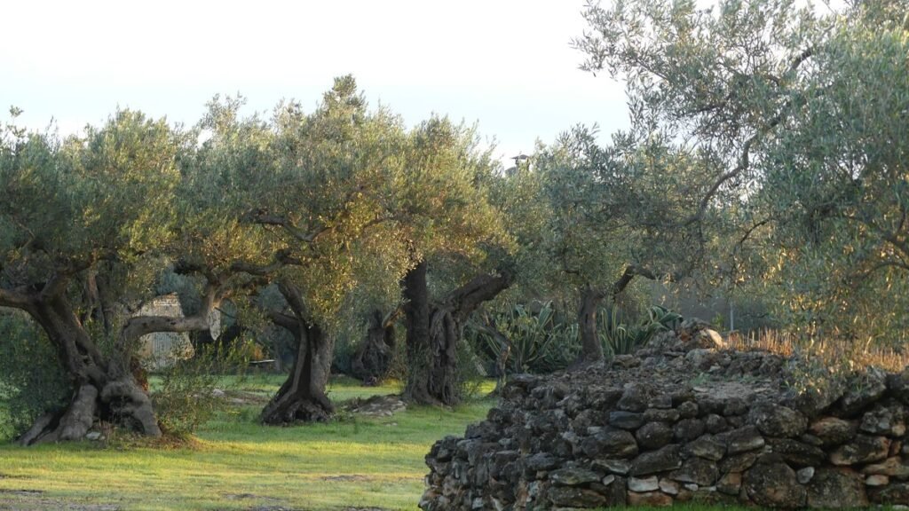 Vista tranquila de un olivar al atardecer, con varios olivos antiguos iluminados suavemente por la luz cálida del sol. Los árboles, diferentes entre sí en forma y fuerza, evocan la idea de que la verdadera naturaleza de algo se revela con el tiempo y por el fruto que produce.