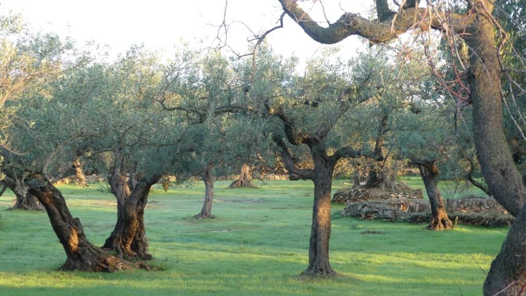 Antiguos olivos iluminados por la luz de la mañana en un tranquilo olivar. Sus raíces profundas y ramas extendidas evocan la sabiduría, la estabilidad y las señales que Dios coloca en nuestro camino antes de que lleguen las consecuencias.