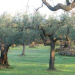 Antiguos olivos iluminados por la luz de la mañana en un tranquilo olivar. Sus raíces profundas y ramas extendidas evocan la sabiduría, la estabilidad y las señales que Dios coloca en nuestro camino antes de que lleguen las consecuencias.