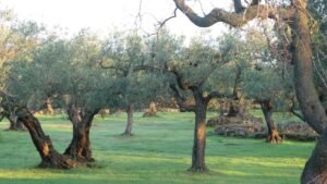 Antiguos olivos iluminados por la luz de la mañana en un tranquilo olivar. Sus raíces profundas y ramas extendidas evocan la sabiduría, la estabilidad y las señales que Dios coloca en nuestro camino antes de que lleguen las consecuencias.