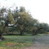 Sendero entre antiguos olivos iluminados por la luz de la mañana, símbolo de un corazón dispuesto a escuchar la verdad antes de sacar conclusiones.