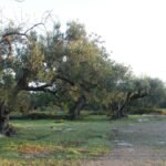 Sendero entre antiguos olivos iluminados por la luz de la mañana, símbolo de un corazón dispuesto a escuchar la verdad antes de sacar conclusiones.