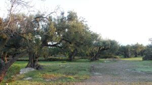 Sendero entre antiguos olivos iluminados por la luz de la mañana, símbolo de un corazón dispuesto a escuchar la verdad antes de sacar conclusiones.