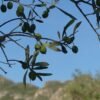 Ramas de olivo cargadas de aceitunas verdes bajo un cielo azul, creciendo y madurando poco a poco, como imagen de la renovación que sucede mientras seguimos a Jesús.