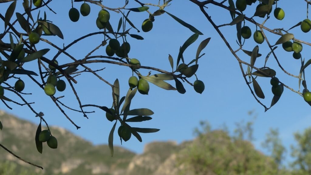 Ramas de olivo cargadas de aceitunas verdes bajo un cielo azul, creciendo y madurando poco a poco, como imagen de la renovación que sucede mientras seguimos a Jesús.