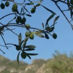 Ramas de olivo cargadas de aceitunas verdes bajo un cielo azul, creciendo y madurando poco a poco, como imagen de la renovación que sucede mientras seguimos a Jesús.